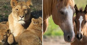 Nel regno animale l’amore di una mamma per il suo cucciolo è qualcosa di straordinario