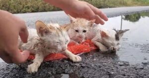 Tre piccoli gattini ricevono una seconda possibilità: erano stati trovati in una pozzanghera