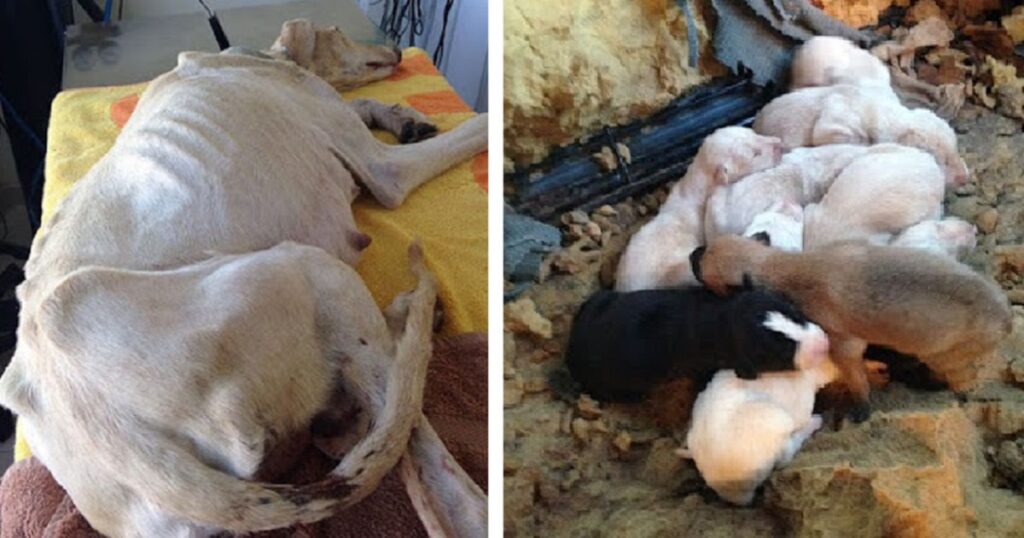 cane cuccioli veterinaria