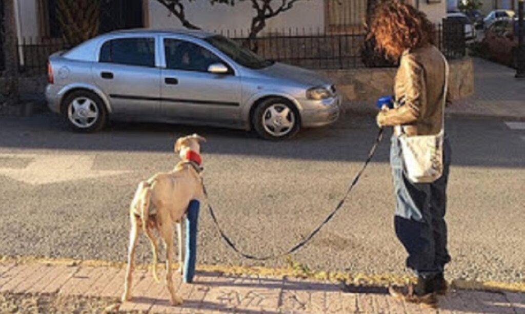 cane cuccioli veterinaria