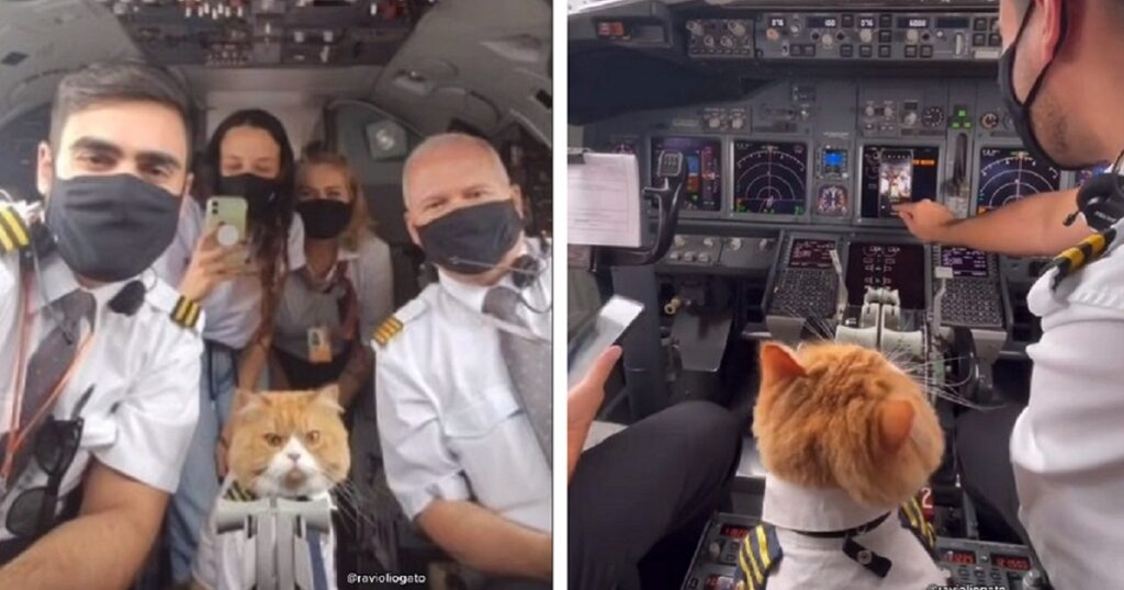 pilota aereo gatto