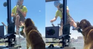 Golden Retriever non riesce a giocare con il lavavetri del palazzo al 15esimo piano (VIDEO)