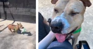 Pitbull da combattimento viene salvato e mostra tutta la sua gioia quando riceve un peluche (VIDEO)