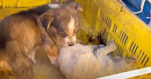 Cagnolina lotta con tutte le sue forze per salvare la sua sorellina, ma non c’è più niente da fare (VIDEO)