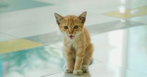 Come piange un gatto? Come capire se c’è qualcosa che non va