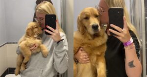 Una ragazza mostra com’è cambiato il suo Golden Retriever in un anno e fa commuovere tutti con il finale (VIDEO)