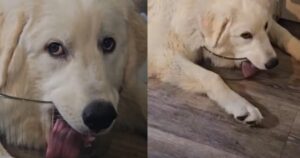 La performance esagerata del Golden Retriever per far capire al suo proprietario che non c’è più acqua (VIDEO)