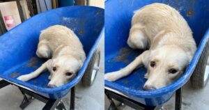 Il Golden Retriever portato in una carriola per l’eutanasia ha avuto una seconda possibilità