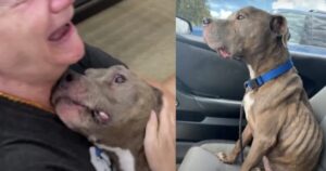 Harley, il Pitbull scomparso da 8 anni si ripresenta a casa malnutrito ma pieno di amore (VIDEO)