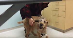 Il cane cieco viene operato agli occhi e non riesce a contenere la gioia quando vede per la prima volta la sua famiglia (VIDEO)