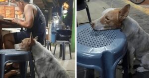 Il cane randagio poggia il musetto su uno sgabello di un locale e spera che qualcuno gli dia da mangiare