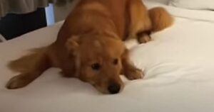 Cagnolino sale per la prima volta sul letto e impazzisce (VIDEO)