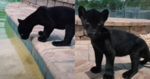 Il cucciolo di giaguaro nero sta facendo divertire tutti: è un po’ esibizionista (VIDEO)