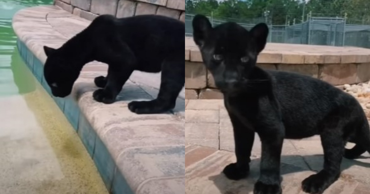 cucciolo di giaguaro in piscina