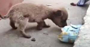 Il cucciolo di poche settimane rovistava tra la spazzatura pur di trovare qualcosa da mangiare (VIDEO)