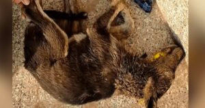 Il cucciolo svenuto in strada si risveglia il giorno dopo circondato da amore e speranza (VIDEO)