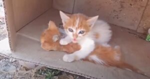 Il gattino cerca di salvare il suo fratellino morente e la sua vita prende una piega inaspettata (VIDEO)