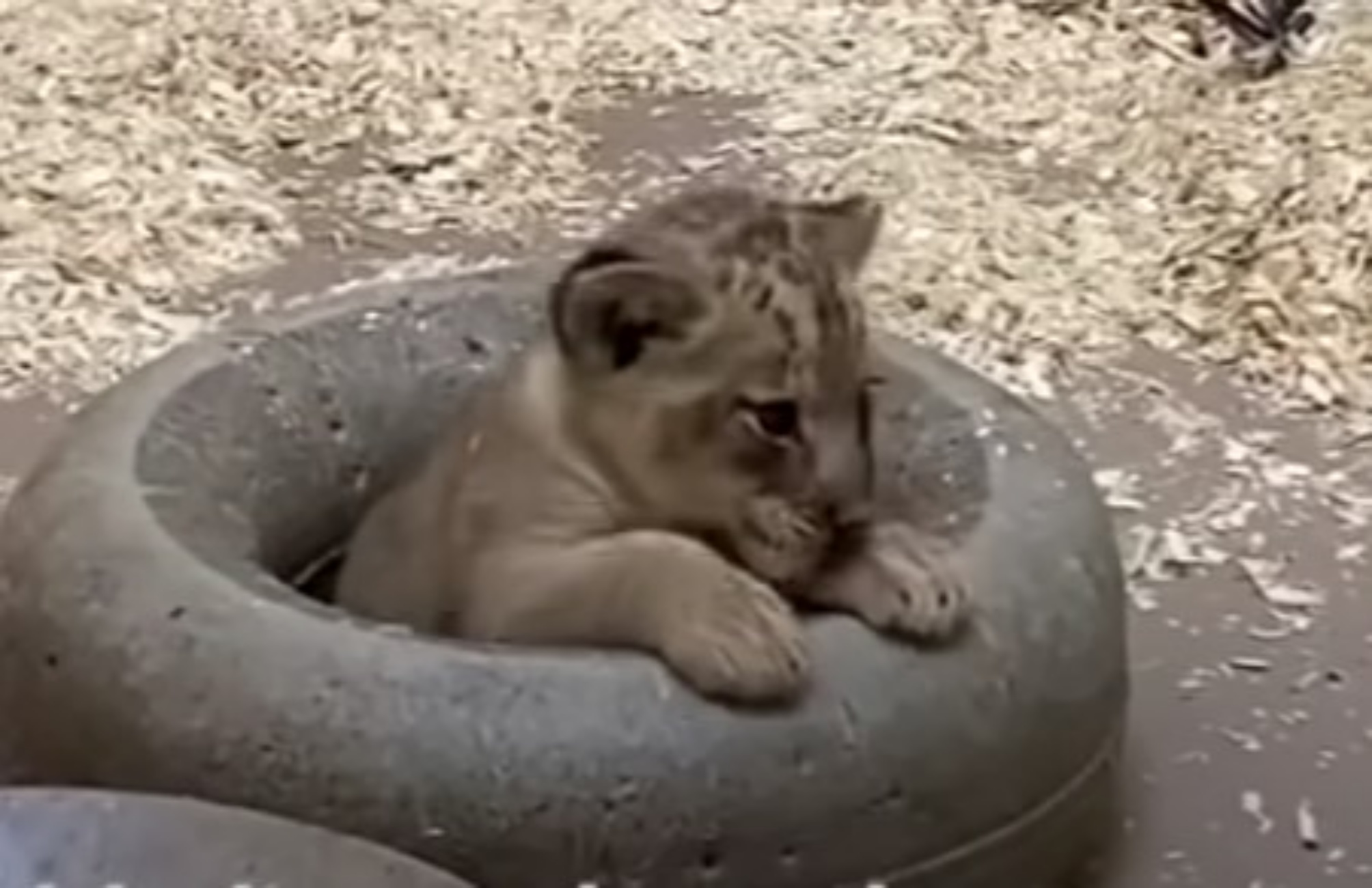 cucciolo di leone