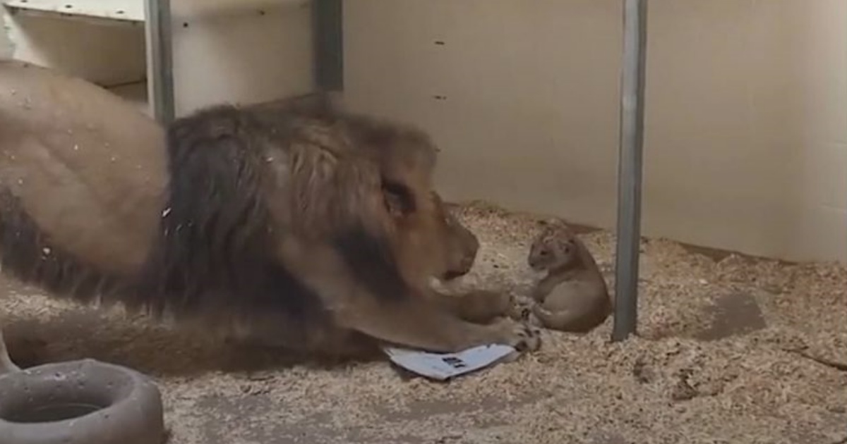 papà leone con cucciolo