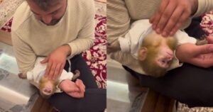 Il suo umano gli fa i grattini e il cucciolo di scimmia ha una reazione fantastica (VIDEO)