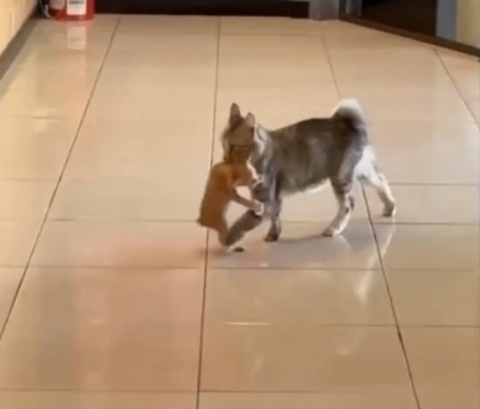 gatta con cucciolo in un bar