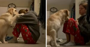 La ragazza piange e il Golden Retriever fa qualcosa di inaspettato per consolarla (VIDEO)