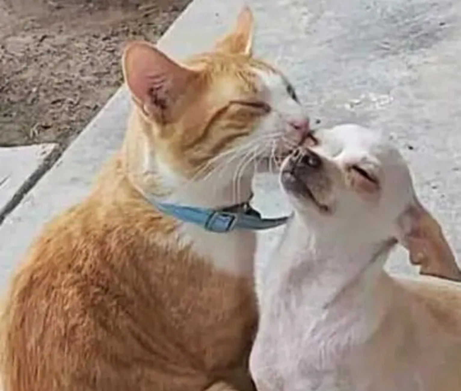 cane e gatto