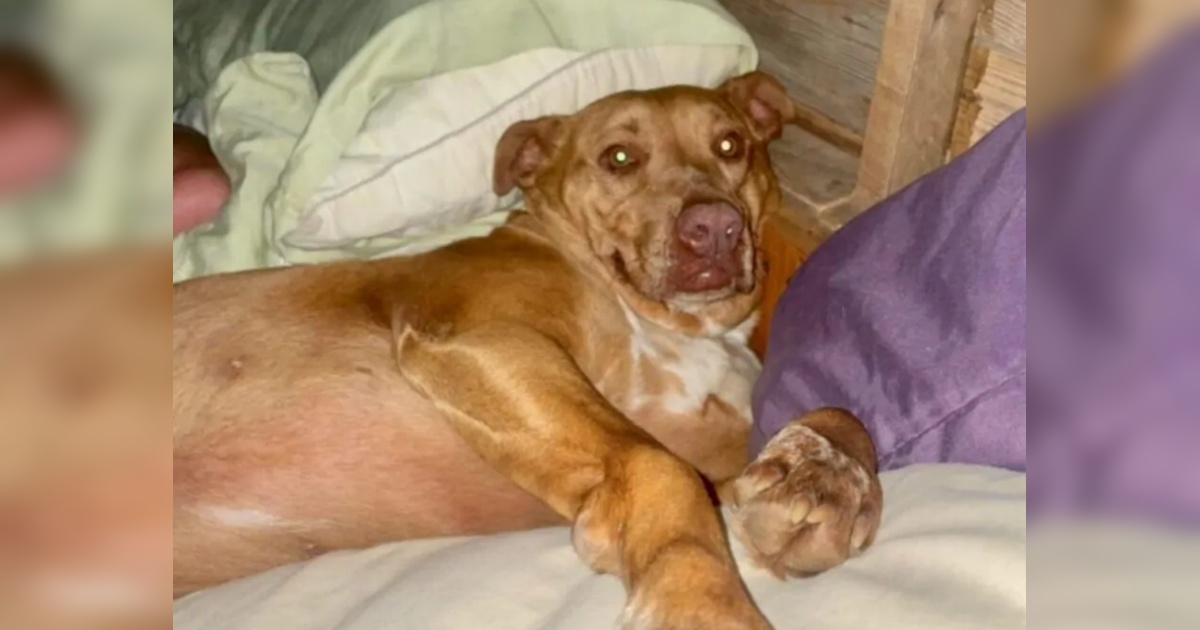 cagnolona nel letto di sconosciuti