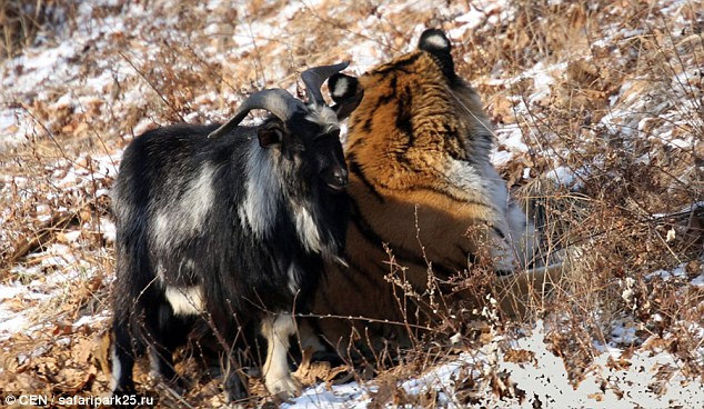 amicizia tra la tigre e la capra