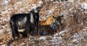 La straordinaria amicizia tra una tigre e la capra che era destinata ad essere il suo pranzo