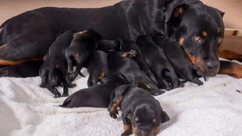 Jessie, una cagnolina Rottweiler