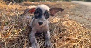 Un uomo gentile trova una cagnolina randagia e le dà una casa per sempre (VIDEO)