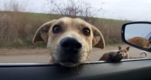 Cagnolina si aggrappa al finestrino di un’auto, i suoi cuccioli erano in pericolo e cercava aiuto (VIDEO)