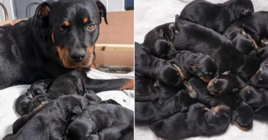 Jessie, una cagnolina Rottweiler