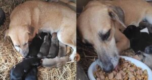 Un presepe speciale, la cagnolina si ripara insieme ai suoi cuccioli nella “capanna”