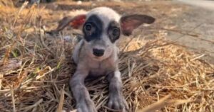 Era solo una cagnolina spelacchiata e indifesa, per fortuna un passante ha deciso di salvarla dalla strada (VIDEO)