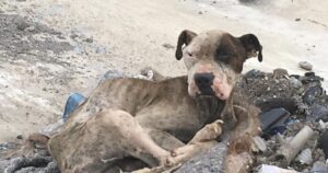 Dopo tante avversità finalmente una famiglia adottiva amorevole per questo cagnolino