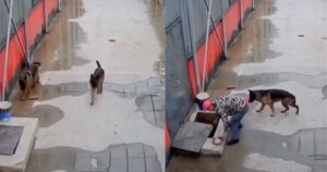 Preoccupato per le sorti dell’amico intrappolato, il cagnolino richiama l’attenzione di un passante (VIDEO)