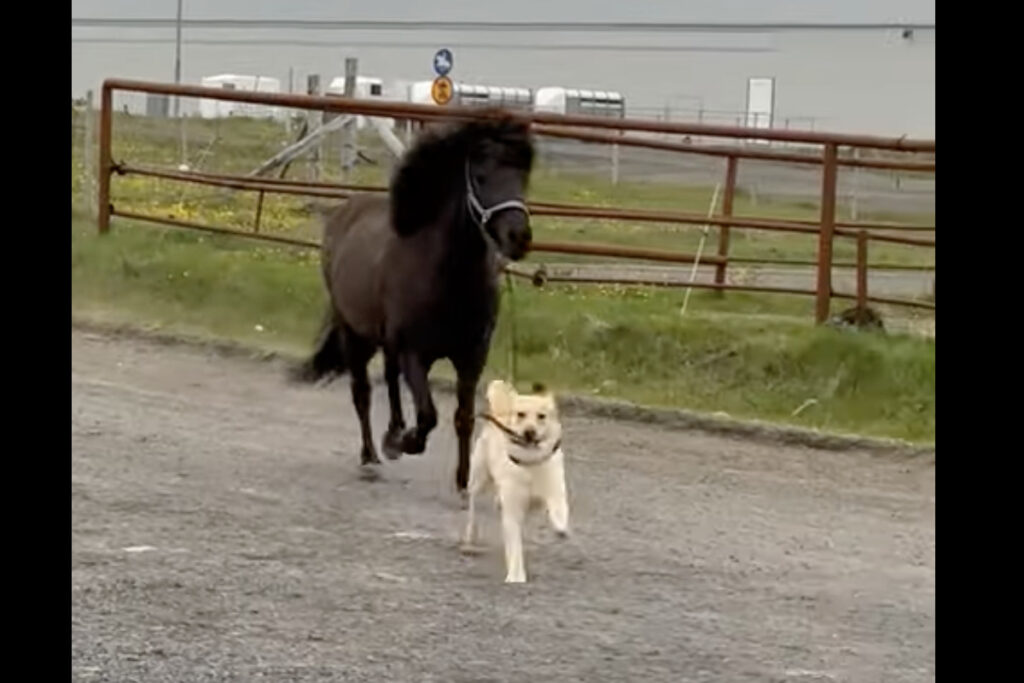 Cagnolino porta letteralmente "a spasso" un cavallo