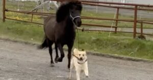 Cagnolino porta letteralmente “a spasso” un cavallo in una fattoria (VIDEO)