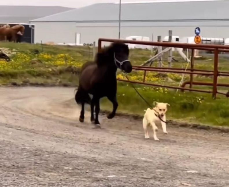 Cagnolino porta letteralmente "a spasso" un cavallo