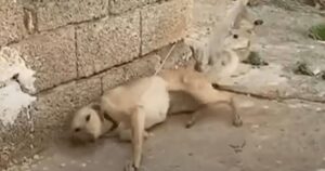 Il cagnolino era tenuto in catene, appena vede la “salvezza” comincia a scodinzolare felicemente (VIDEO)