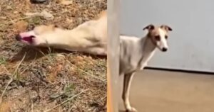 Cane disabile incastrato in una trappola: viene salvato e la commovente storia diventa virale (VIDEO)