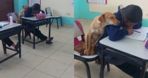 Un cane si accoccola sulla spalla di uno studente durante la lezione (VIDEO)