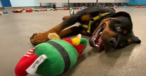 Un rifugio fornisce ai suoi cani salvati dei giocattoli da scegliere come regalo di Natale (VIDEO)