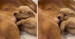 Cucciolo di Golden Retriever beve il latte dalla madre, il tenero dettaglio del momento speciale (VIDEO)