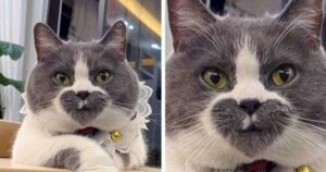 Le 10 foto di gatti con le colorazioni e le fantasie più sorprendenti del web