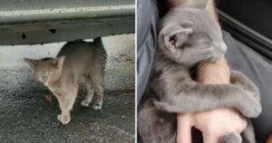 Un uomo aiuta un gattino grigio che si rifiuta di lasciare il suo fianco