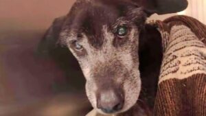 “È solo spazzatura”, il cane malato viene abbandonato ma per fortuna si riprende grazie a una donna volenterosa (VIDEO)