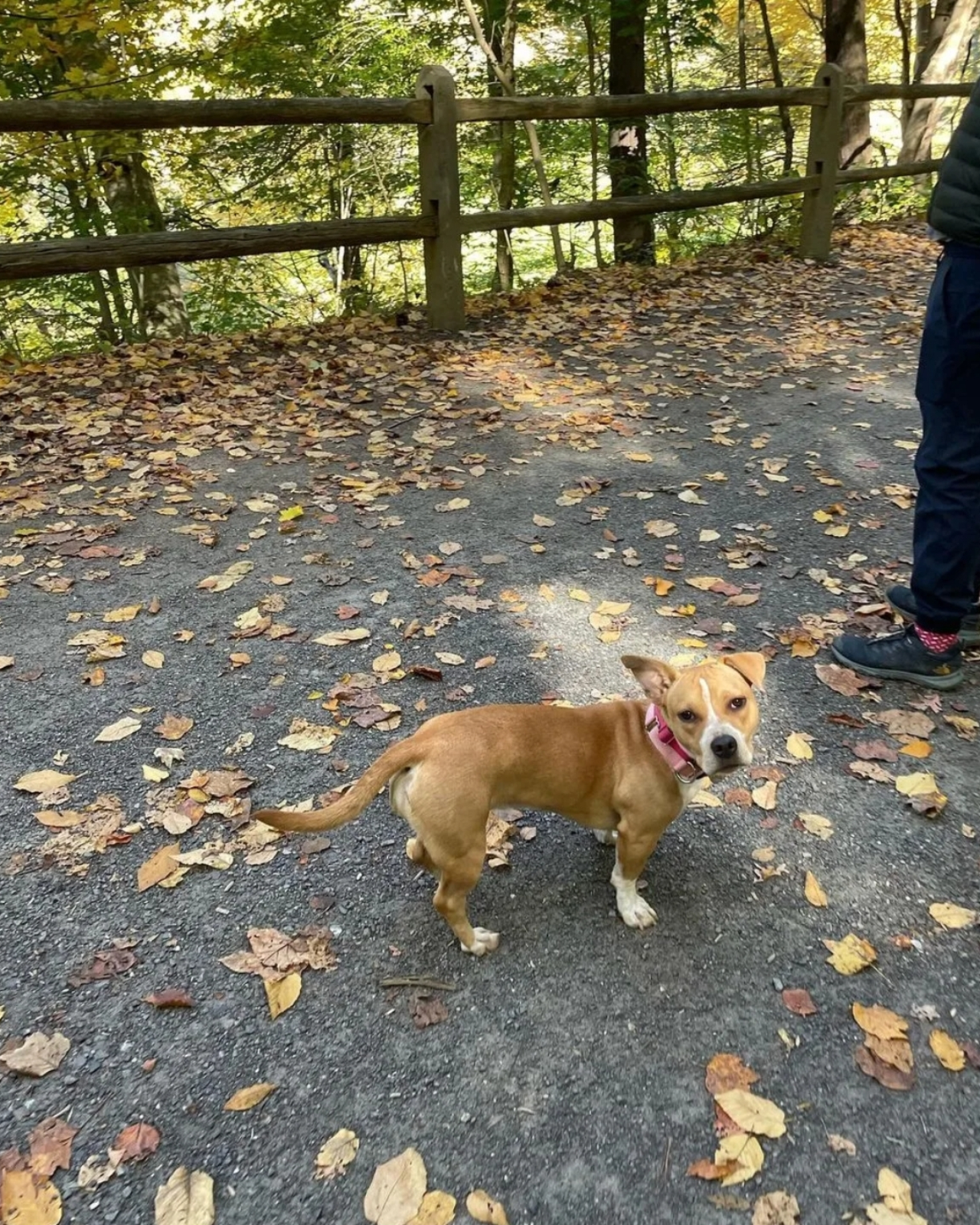 La cagnolina di questa ragazza